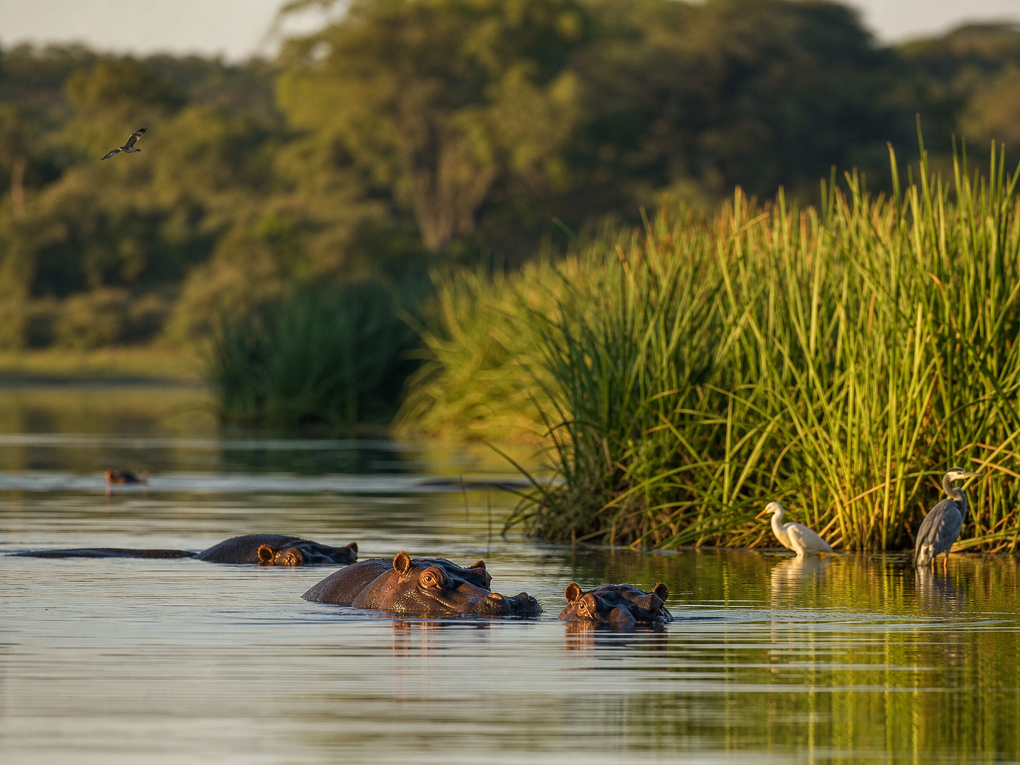 Hippos and waterbirds in a warm river wetland