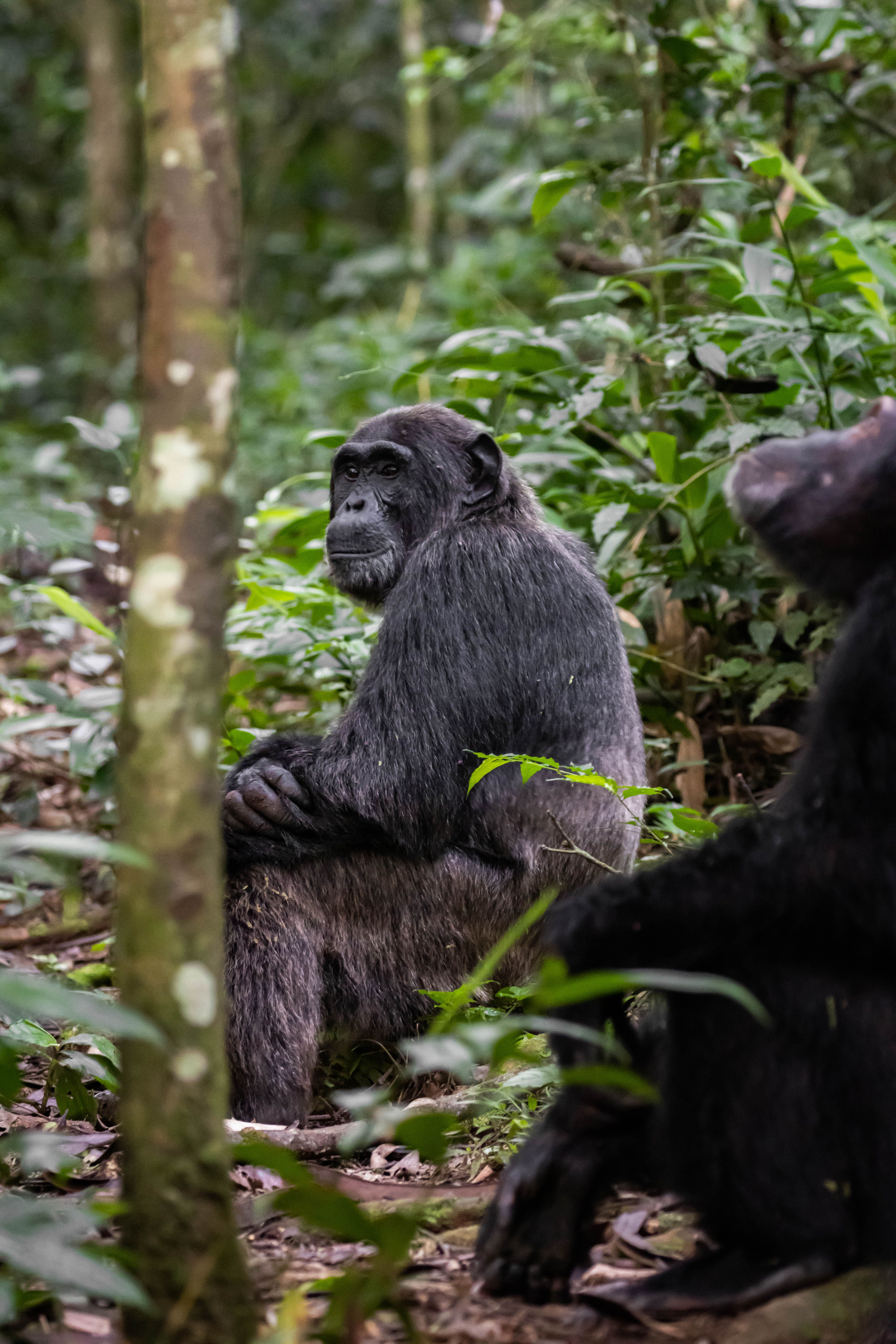 Chimpanzee among green forest branches in Uganda
