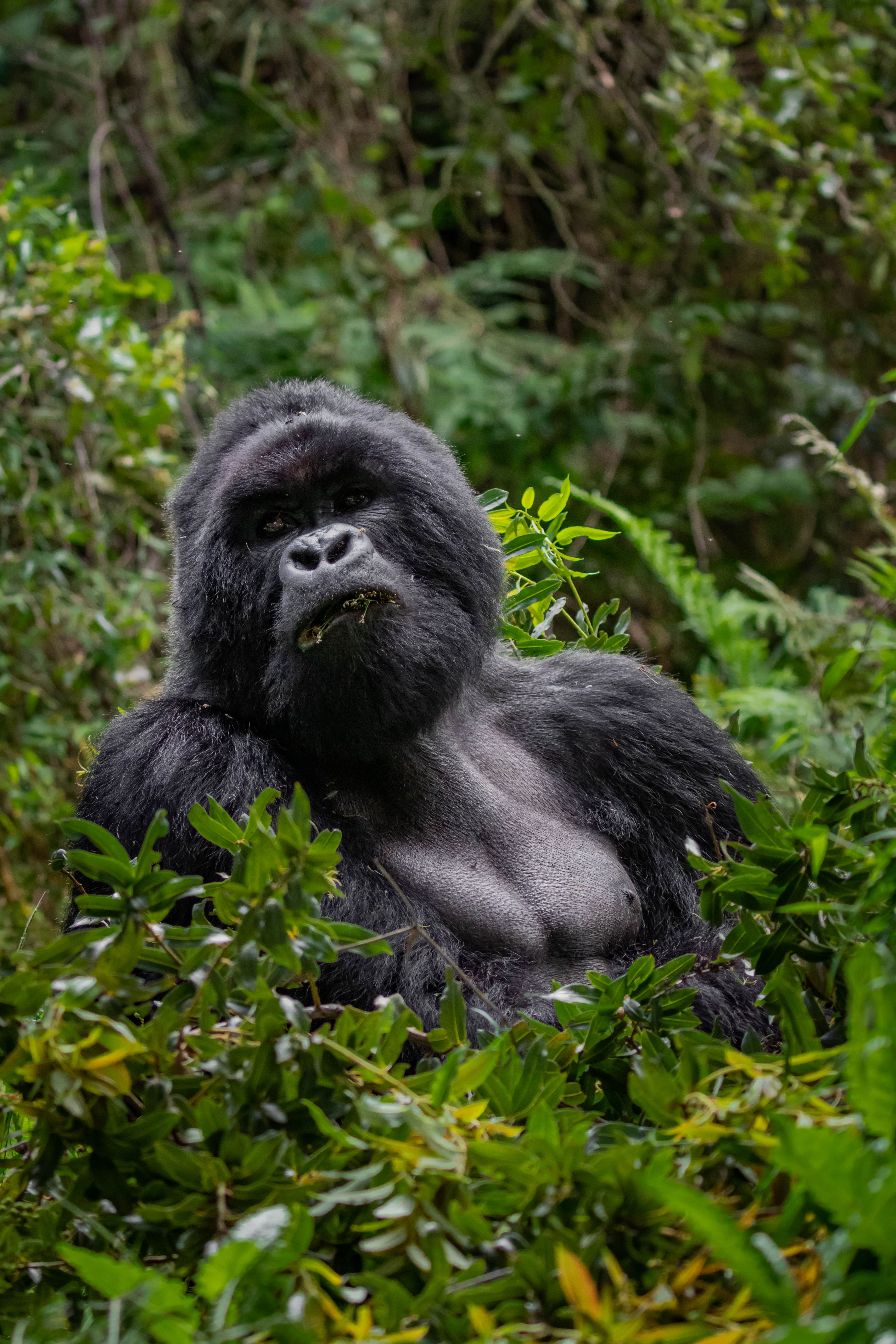 Mountain gorilla in the green forest of Uganda