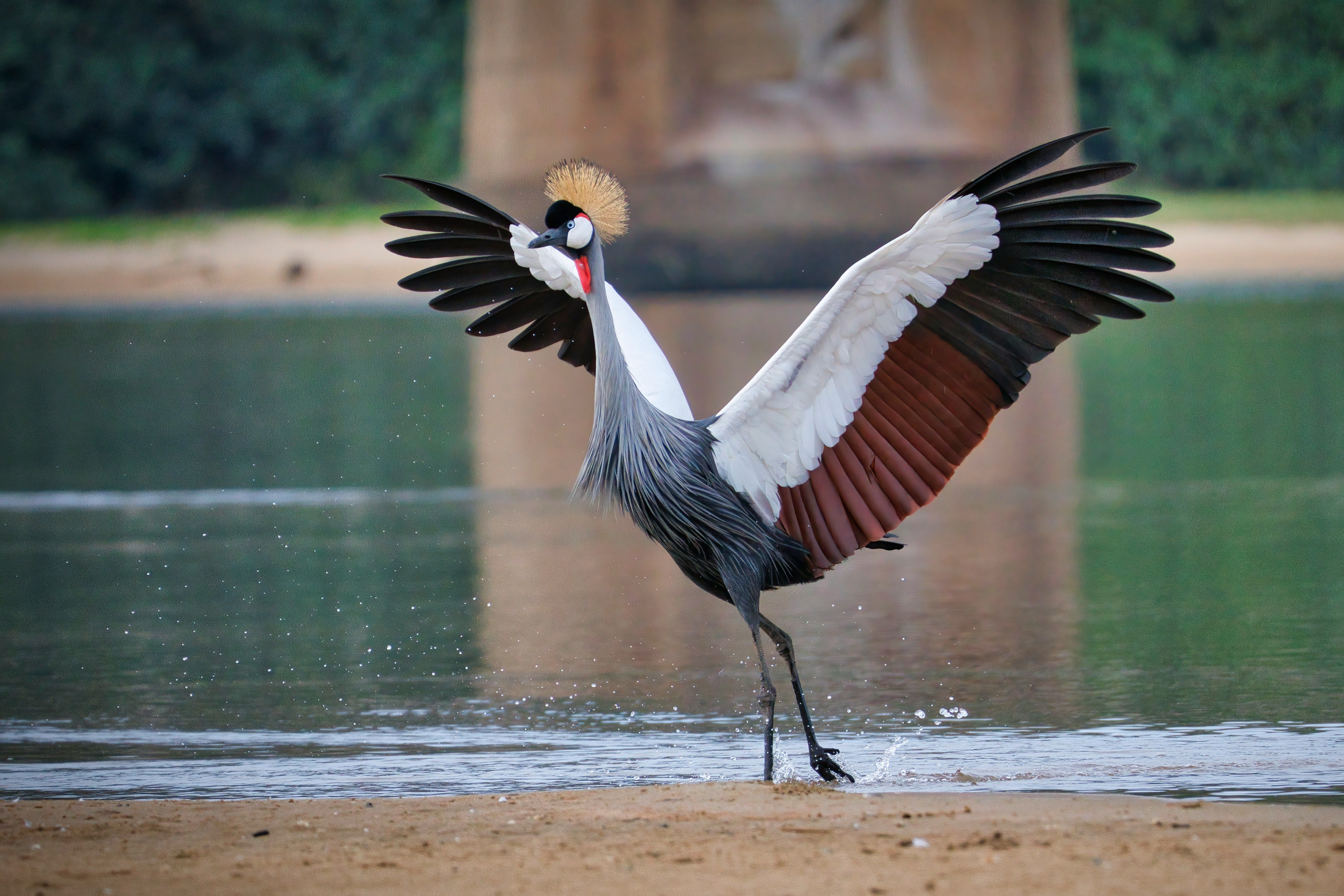 A grey crowned crane dancing with outstretched wings at the water's edge