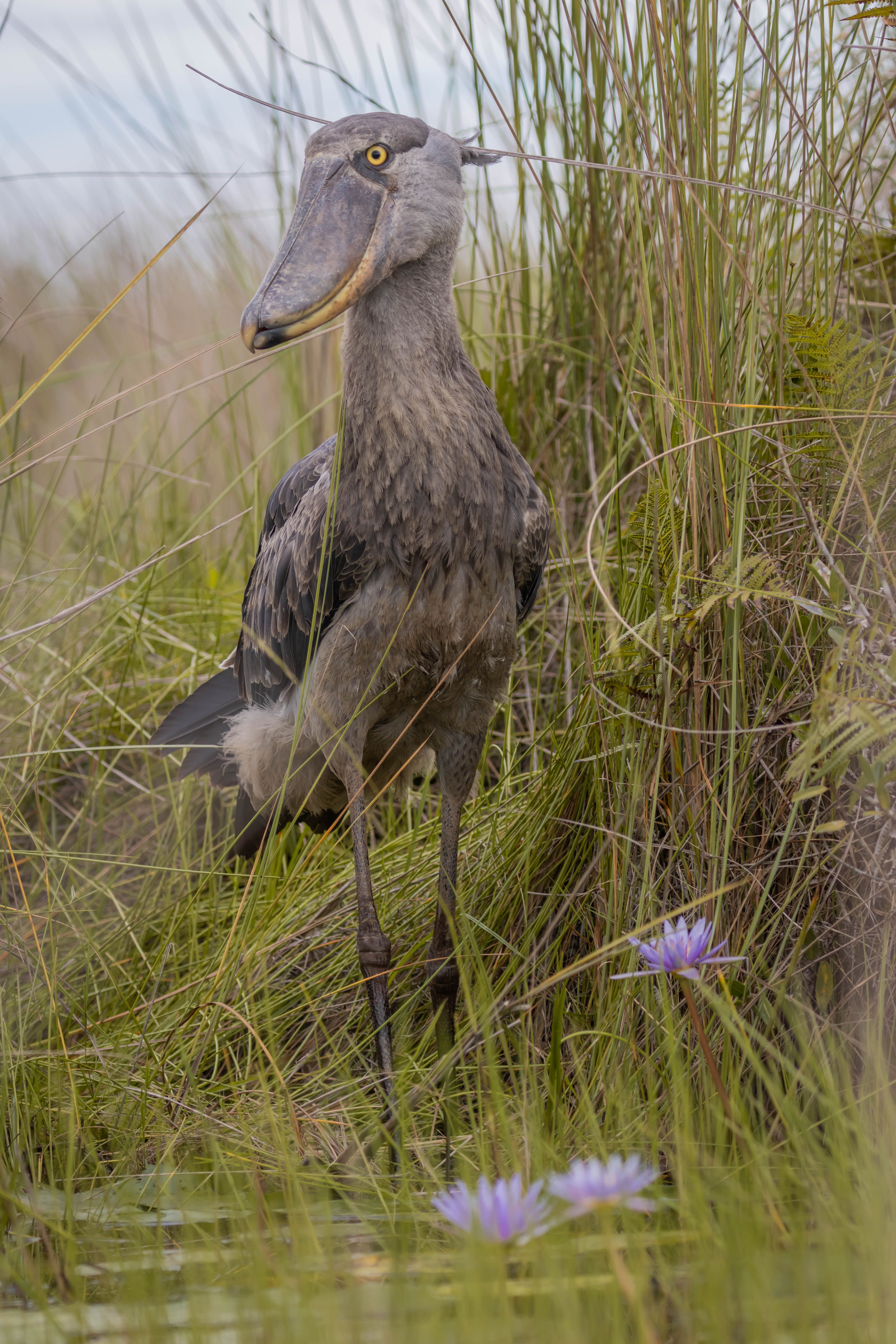 Bird perched among branches in Uganda