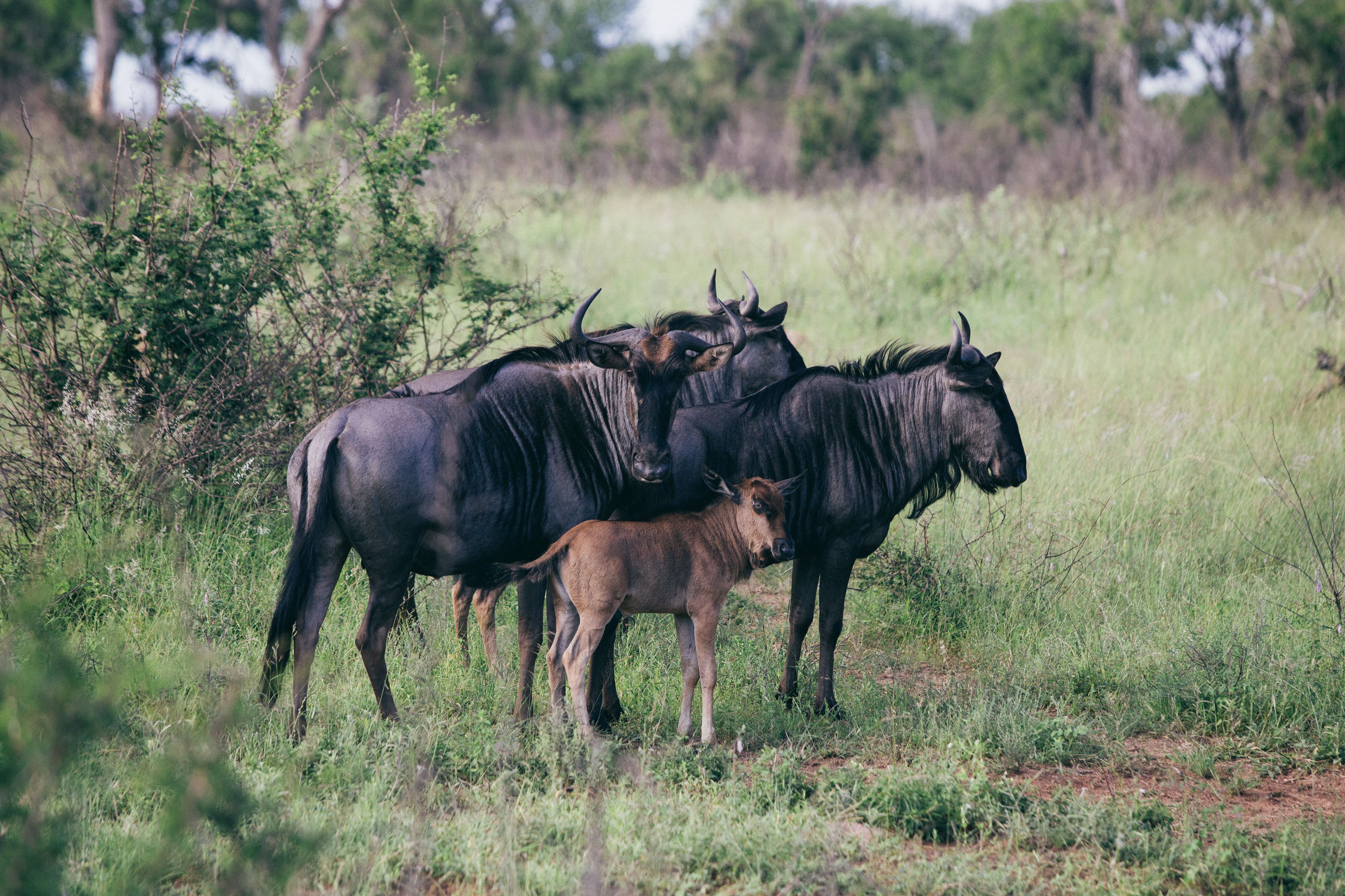 Safari vehicle moving through open East African plains